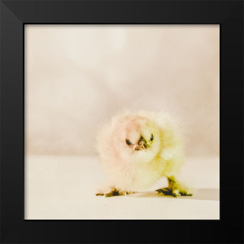 Baby Chicken 02 Black Modern Wood Framed Art Print by LightBoxJournal