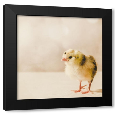 Baby Chicken 03 Black Modern Wood Framed Art Print with Double Matting by LightBoxJournal