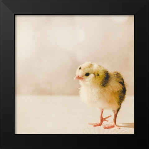 Baby Chicken 03 Black Modern Wood Framed Art Print by LightBoxJournal