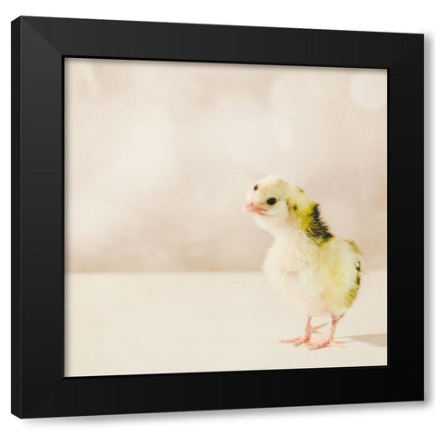Baby Chicken 04 Black Modern Wood Framed Art Print by LightBoxJournal