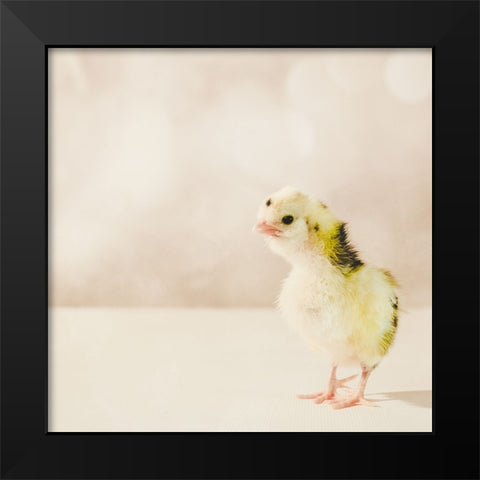 Baby Chicken 04 Black Modern Wood Framed Art Print by LightBoxJournal