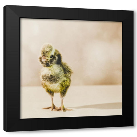 Baby Chicken 05 Black Modern Wood Framed Art Print by LightBoxJournal