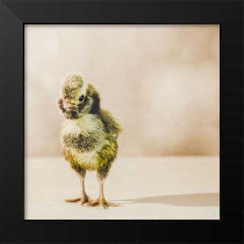 Baby Chicken 05 Black Modern Wood Framed Art Print by LightBoxJournal