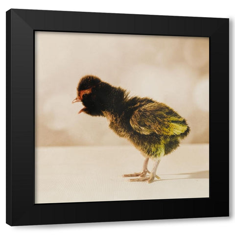 Baby Chicken 06 Black Modern Wood Framed Art Print by LightBoxJournal