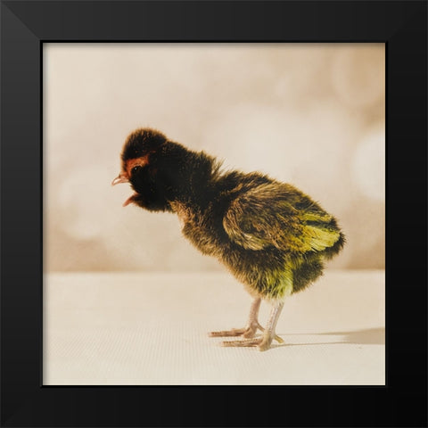 Baby Chicken 06 Black Modern Wood Framed Art Print by LightBoxJournal