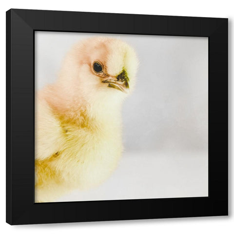 Spring Chick 01 Black Modern Wood Framed Art Print with Double Matting by LightBoxJournal