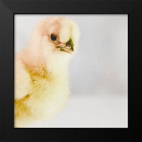 Spring Chick 01 Black Modern Wood Framed Art Print by LightBoxJournal
