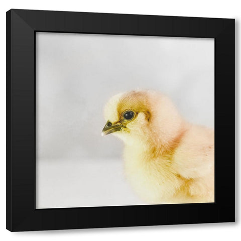 Spring Chick 02 Black Modern Wood Framed Art Print by LightBoxJournal