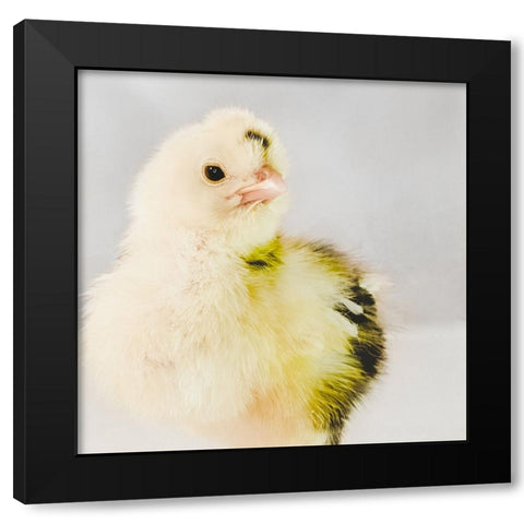 Spring Chick 03 Black Modern Wood Framed Art Print with Double Matting by LightBoxJournal