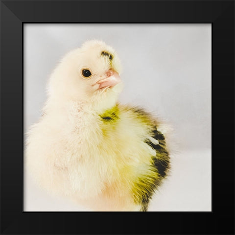 Spring Chick 03 Black Modern Wood Framed Art Print by LightBoxJournal