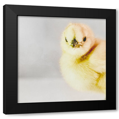 Spring Chick 04 Black Modern Wood Framed Art Print by LightBoxJournal