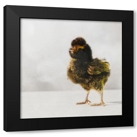 Spring Chick 05 Black Modern Wood Framed Art Print by LightBoxJournal