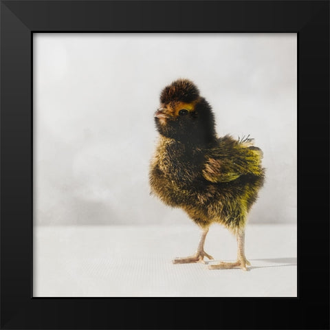Spring Chick 05 Black Modern Wood Framed Art Print by LightBoxJournal