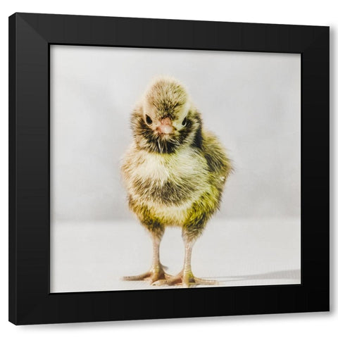 Spring Chick 06 Black Modern Wood Framed Art Print with Double Matting by LightBoxJournal