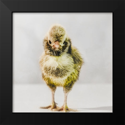 Spring Chick 06 Black Modern Wood Framed Art Print by LightBoxJournal