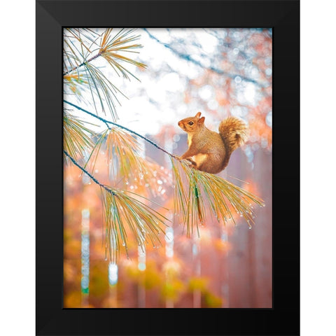 Squirrel Bokeh Black Modern Wood Framed Art Print by Love Grams