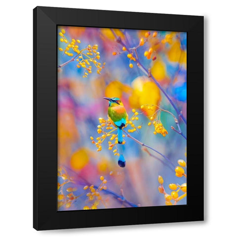 Rainbow Motmot Black Modern Wood Framed Art Print by Love Grams