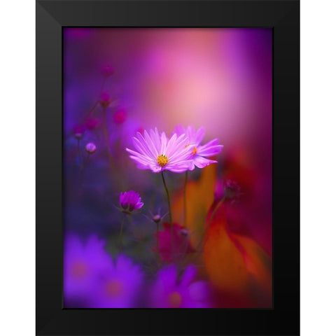 Cosmos in Purple Black Modern Wood Framed Art Print by Love Grams