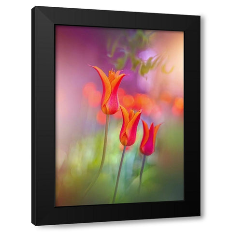 Tulip Rainbows Black Modern Wood Framed Art Print by Love Grams