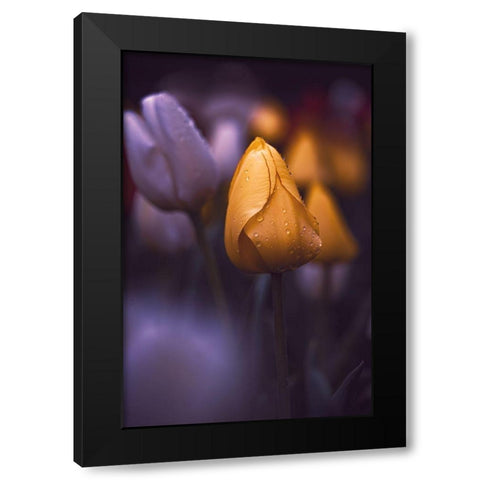 Tulips at Dusk Black Modern Wood Framed Art Print with Double Matting by Love Grams