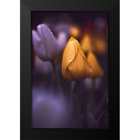 Tulips at Dusk Black Modern Wood Framed Art Print by Love Grams