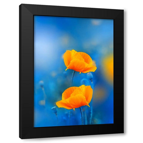 Wild Poppies Black Modern Wood Framed Art Print with Double Matting by Love Grams