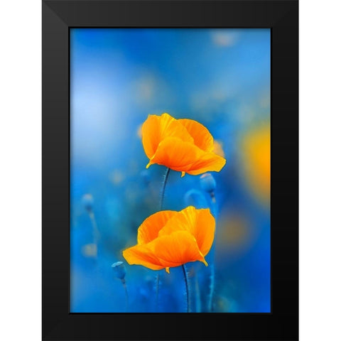 Wild Poppies Black Modern Wood Framed Art Print by Love Grams