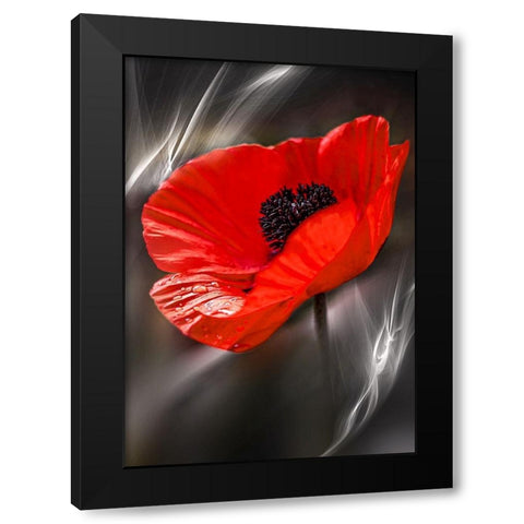 Black and White Poppy Black Modern Wood Framed Art Print with Double Matting by Love Grams