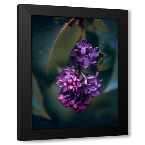 Lilacs at Dusk Black Modern Wood Framed Art Print with Double Matting by Love Grams