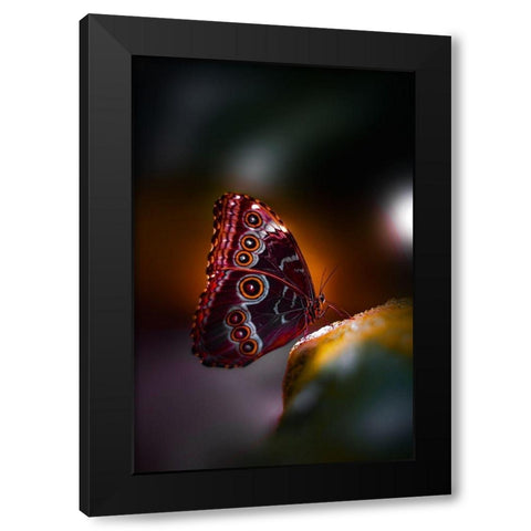 Owl Wings Black Modern Wood Framed Art Print by Love Grams