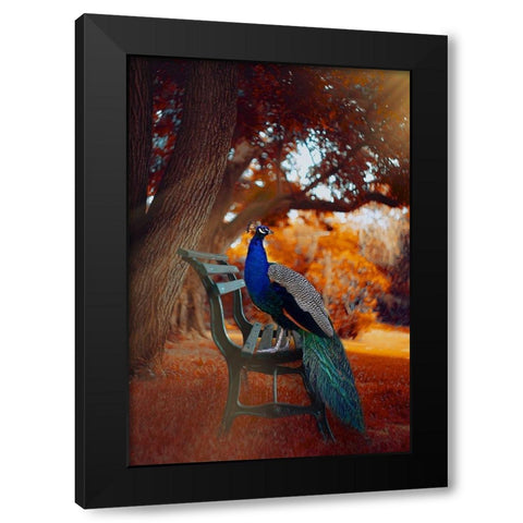 Peacock Magic Black Modern Wood Framed Art Print by Love Grams