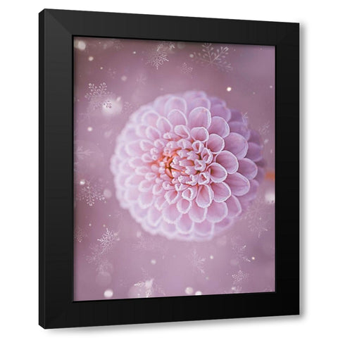 Snowflakes and Cotton Candy Black Modern Wood Framed Art Print with Double Matting by Love Grams