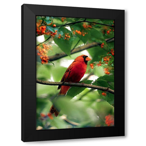 The Cardinal Black Modern Wood Framed Art Print by Love Grams