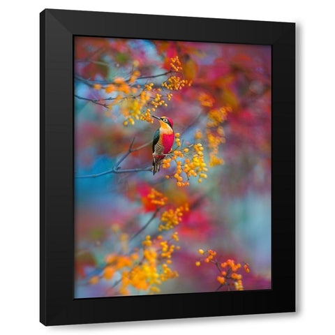 The Woodpecker Black Modern Wood Framed Art Print by Love Grams