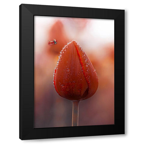 Tulips at Dawn Black Modern Wood Framed Art Print by Love Grams
