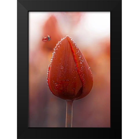 Tulips at Dawn Black Modern Wood Framed Art Print by Love Grams