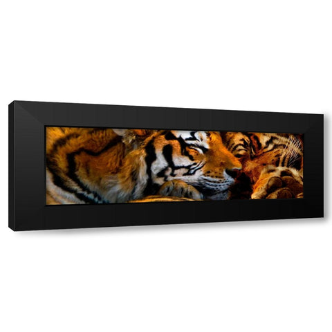 Tigers Sleep Black Modern Wood Framed Art Print with Double Matting by Murray Henderson Fine Art