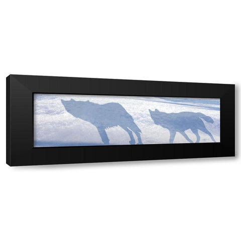 Wolf Pack Shadows Black Modern Wood Framed Art Print with Double Matting by Murray Henderson Fine Art