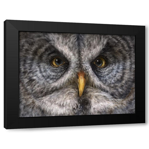 Great Grey Owl Totem Black Modern Wood Framed Art Print with Double Matting by LaMontagne, Patrick