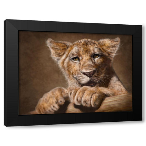 Lion Cub Black Modern Wood Framed Art Print with Double Matting by LaMontagne, Patrick