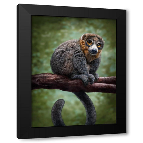 Mongoose Lemur Totem Black Modern Wood Framed Art Print by LaMontagne, Patrick