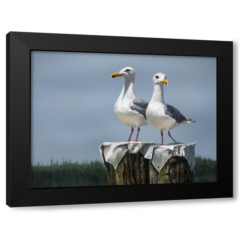 Ukee Locals Black Modern Wood Framed Art Print by LaMontagne, Patrick