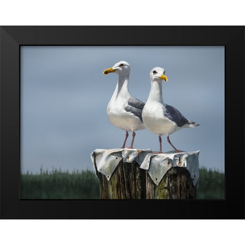 Ukee Locals Black Modern Wood Framed Art Print by LaMontagne, Patrick