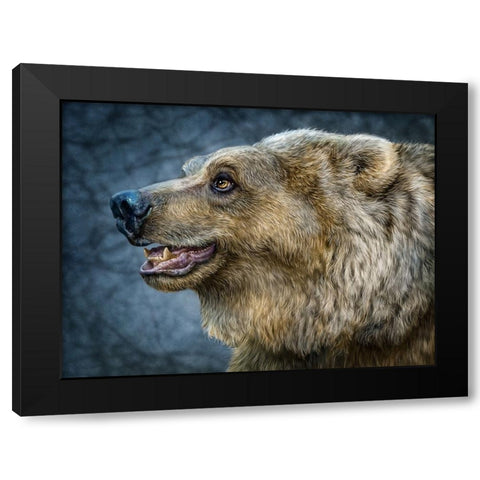 Bear Wonder Black Modern Wood Framed Art Print by LaMontagne, Patrick
