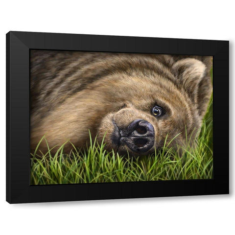 Grizzly on Grass Black Modern Wood Framed Art Print by LaMontagne, Patrick