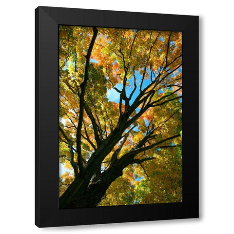 Autumn Maple Vertical Black Modern Wood Framed Art Print with Double Matting by Goldwitz, Robert