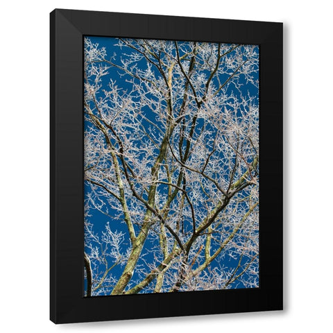 Ice Storm Branches Black Modern Wood Framed Art Print with Double Matting by Goldwitz, Robert