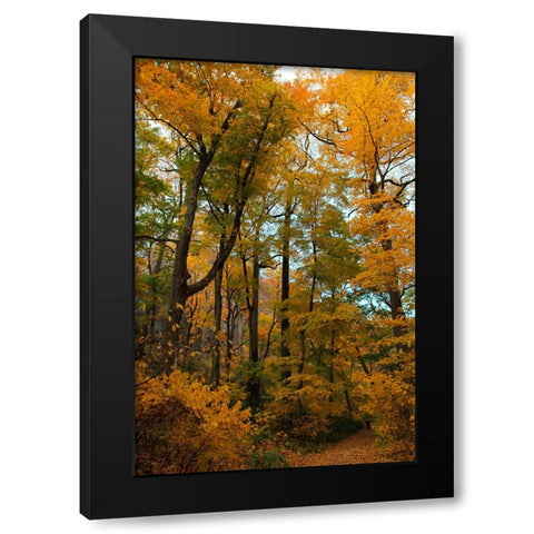 Inwood Park Fall Vertical Black Modern Wood Framed Art Print with Double Matting by Goldwitz, Robert