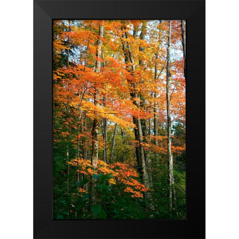 Orange Yellow Fall Vertical 9840 Black Modern Wood Framed Art Print by Goldwitz, Robert