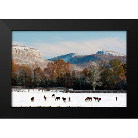Early Snow Horse Paddock Black Modern Wood Framed Art Print by Goldwitz, Robert